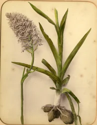 Fiori e bulbo, 1870s